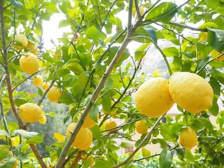 lemon fruits 