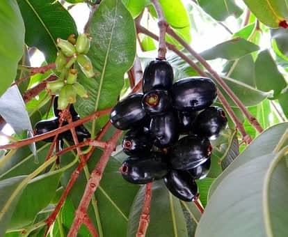 jamun tree