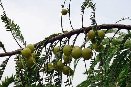 indian gooseberry