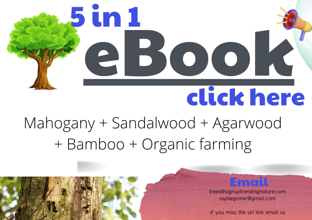 Mahogany Tree Price Chart 2023 Signup Trending Nature