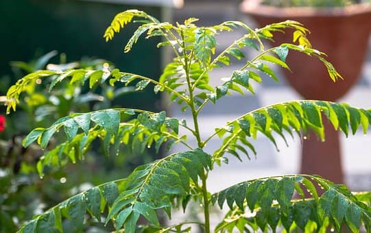 curry leaf plant