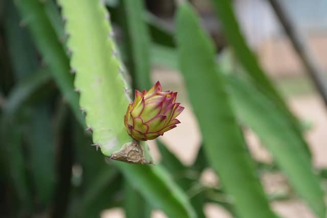 dragon fruit plant 