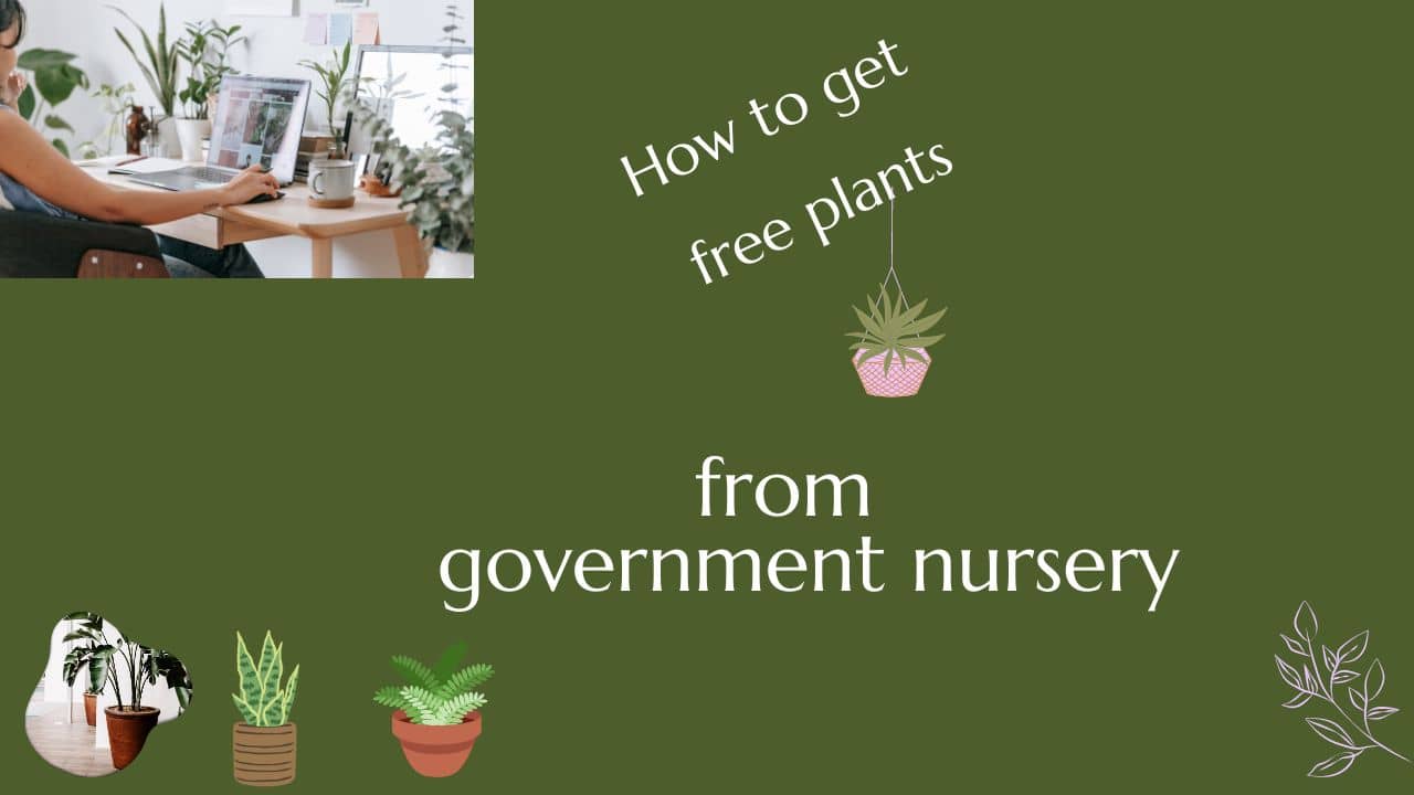 free plants