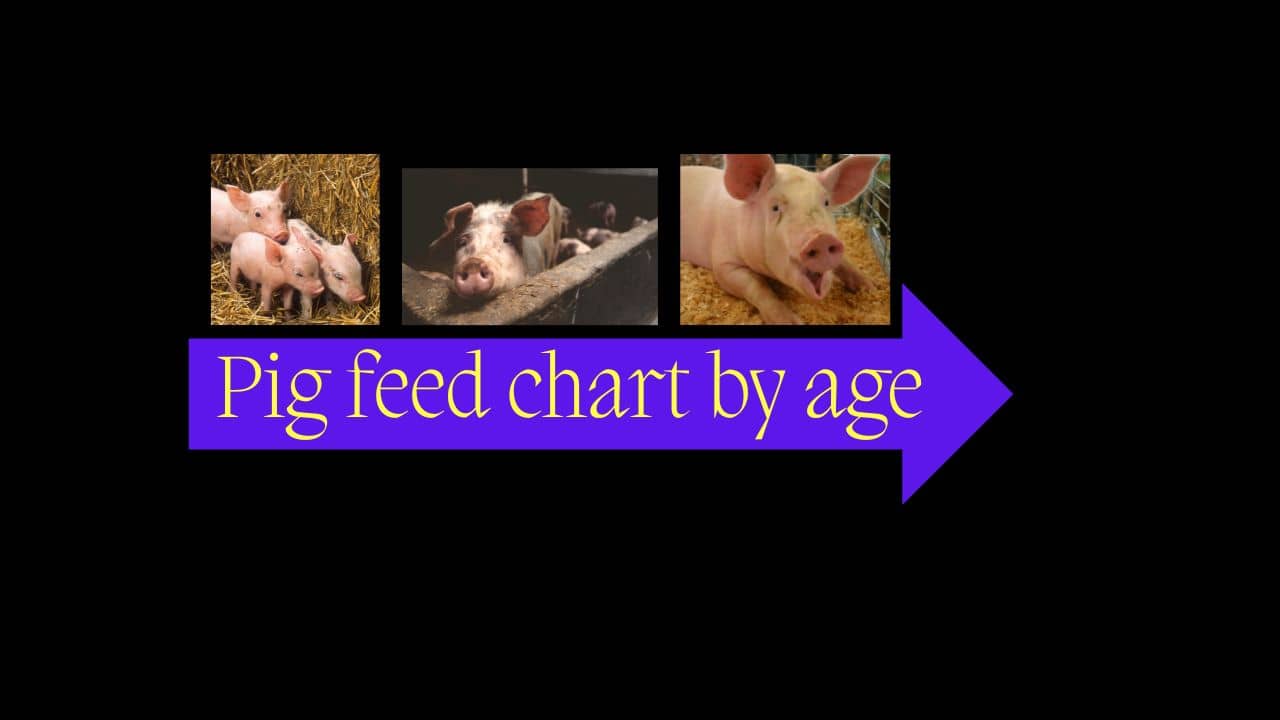 pig feed chart