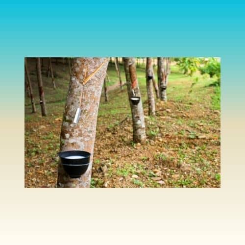 rubber trees