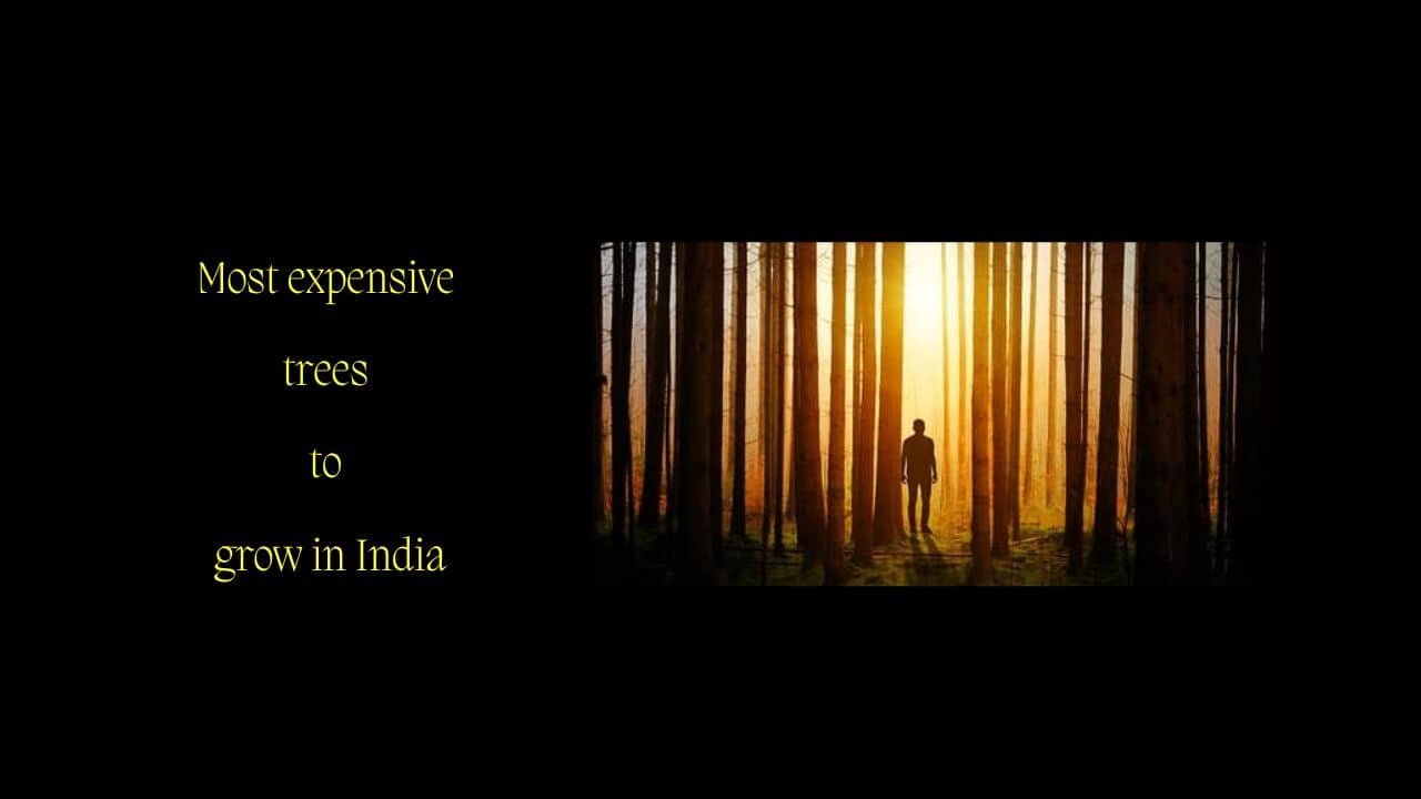 Costly tree in India
