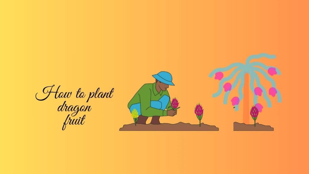 how to plant dragon fruit