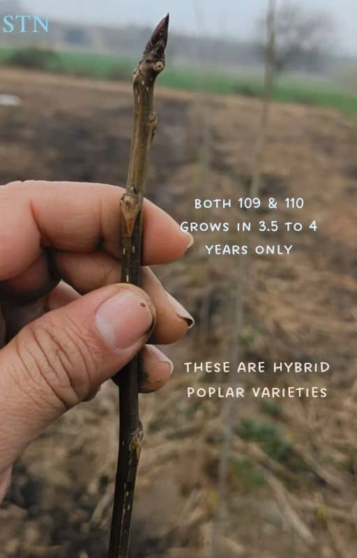 hybrid poplar