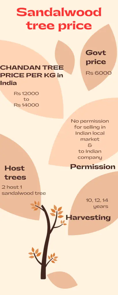 sandalwood tree price per kg 2 1