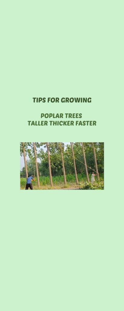 popular tree