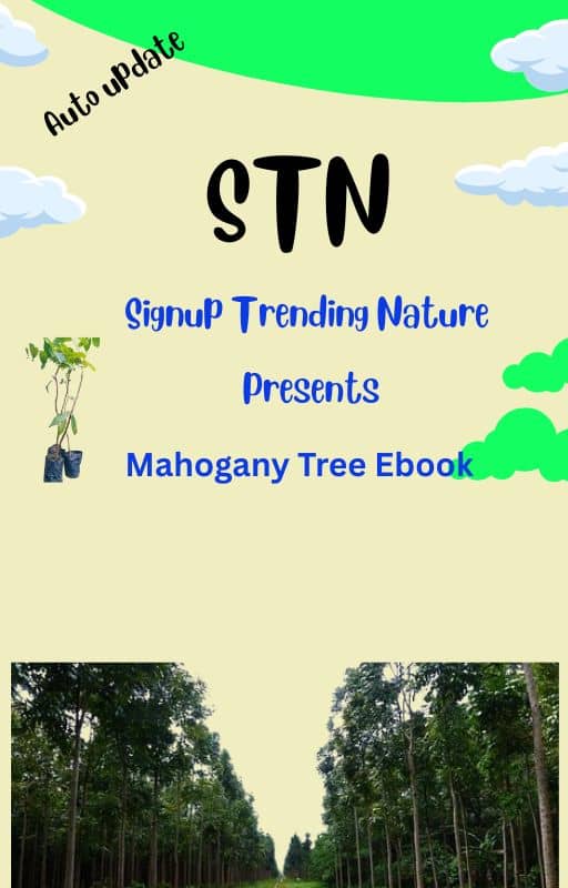 digital book trees mahogany