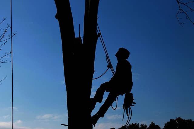 Tree pruning