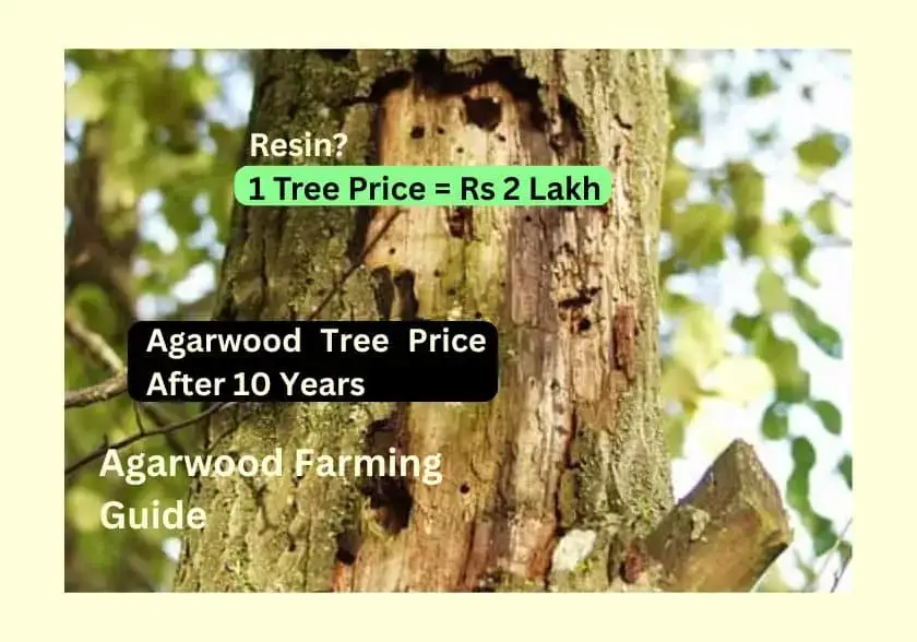 Agarwood Tree