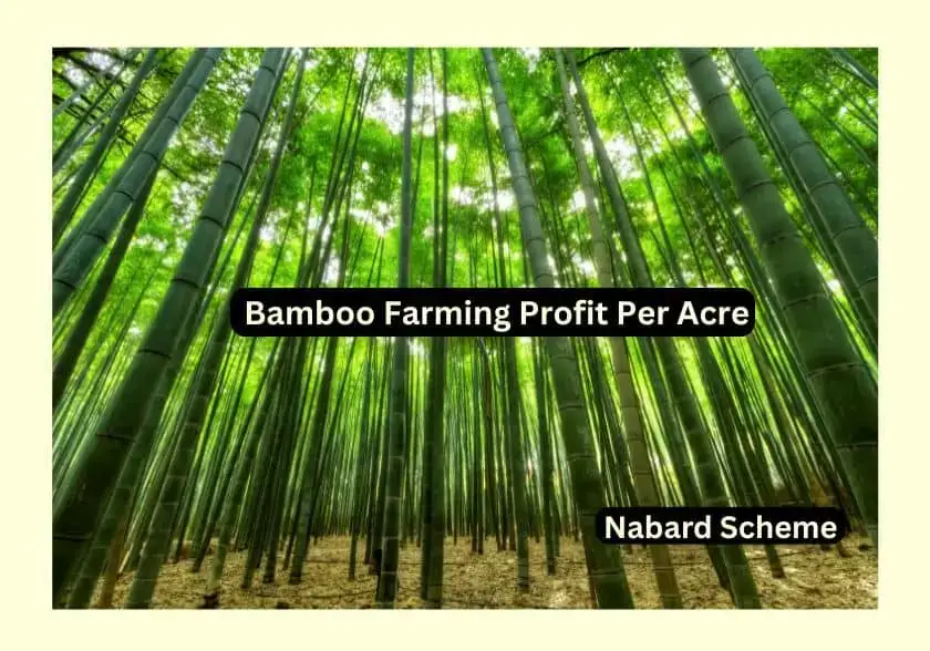 Bamboo farming