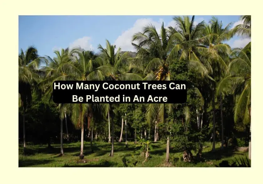 coconut trees