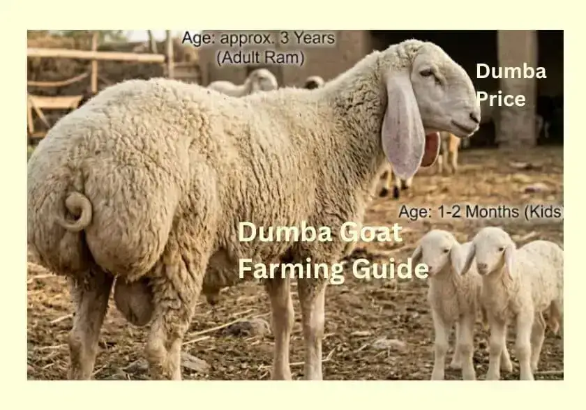 Dumba Goat