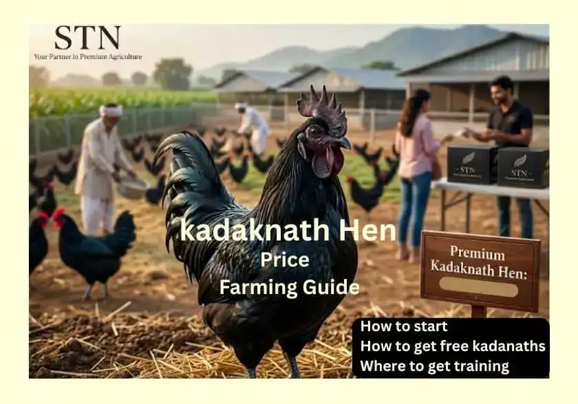 Kadaknath hen