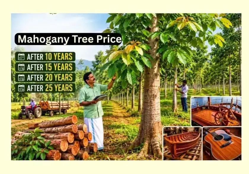Mahogany Tree