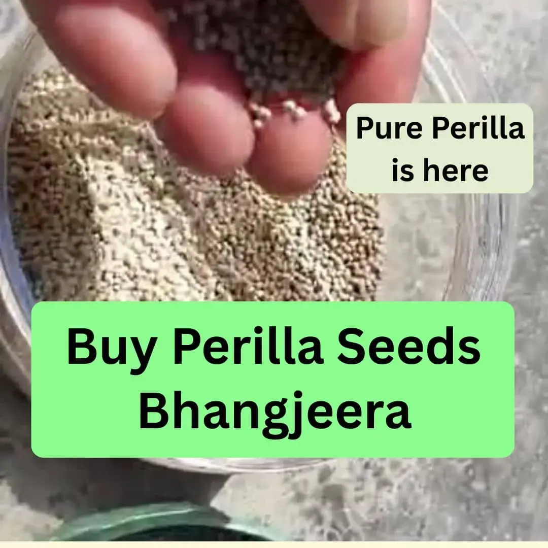 Perilla Seeds