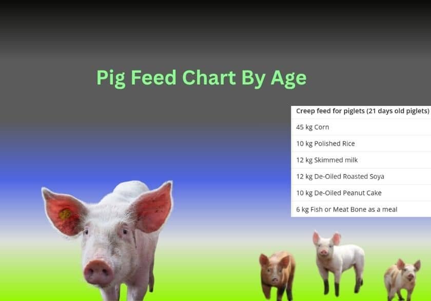 Pig feed chart
