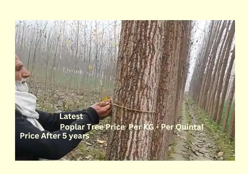 Poplar