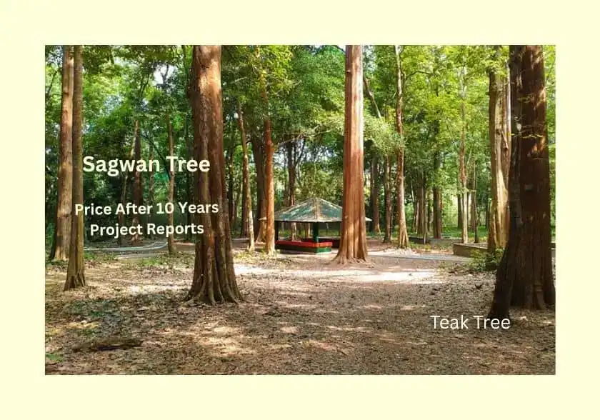 Sagwan