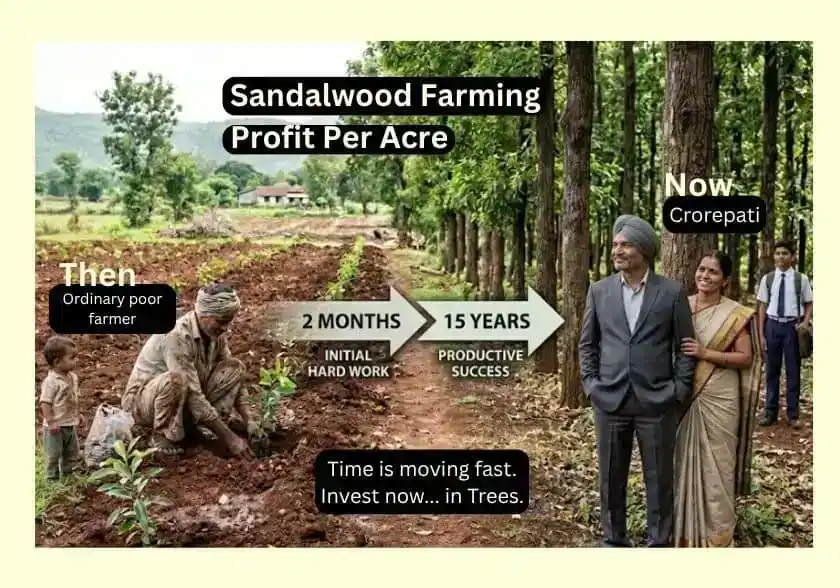 Sandalwood farming