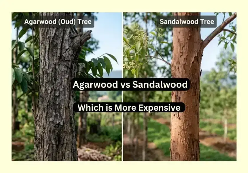 Sandalwood vs Agarwood