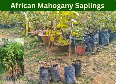 African Mahogany Saplings African Mahogany Saplings