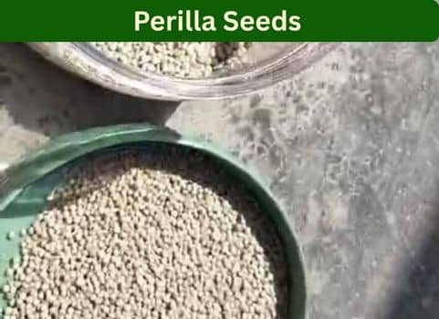Perilla seeds Perilla seeds