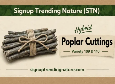 Poplar cuttings sale Poplar cuttings